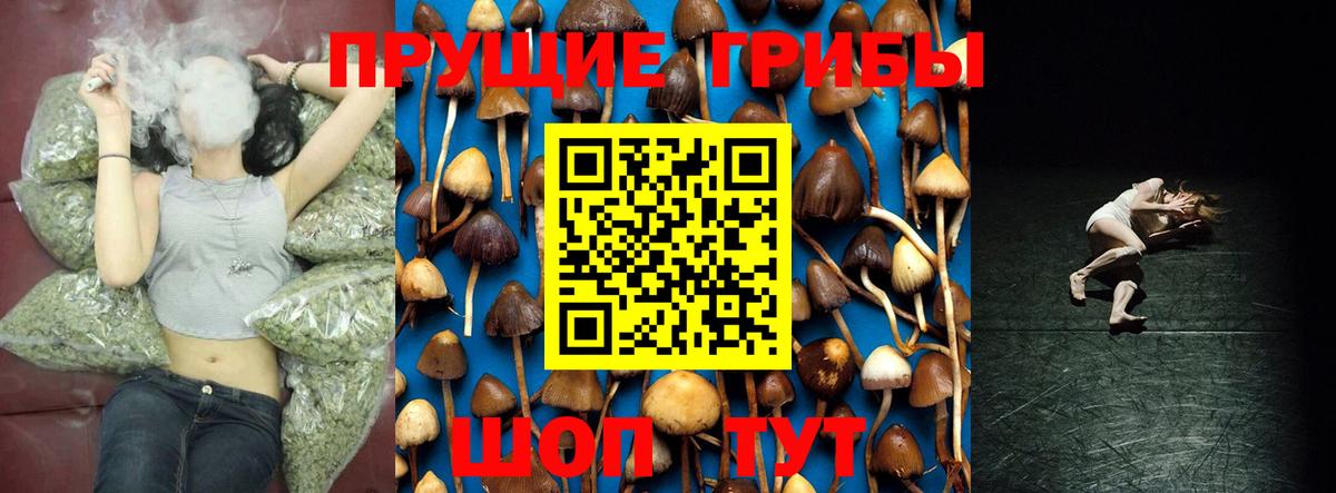 Псилоцибиновые грибы Psilocybe Звенигород